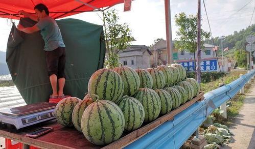 西昌吃瓜事件网红,网红引发的网络狂欢与反思  第1张